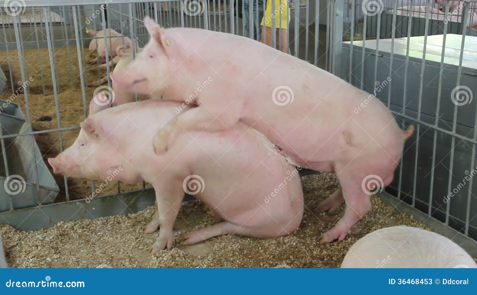 dating a guy with cancer pig sex with humans
