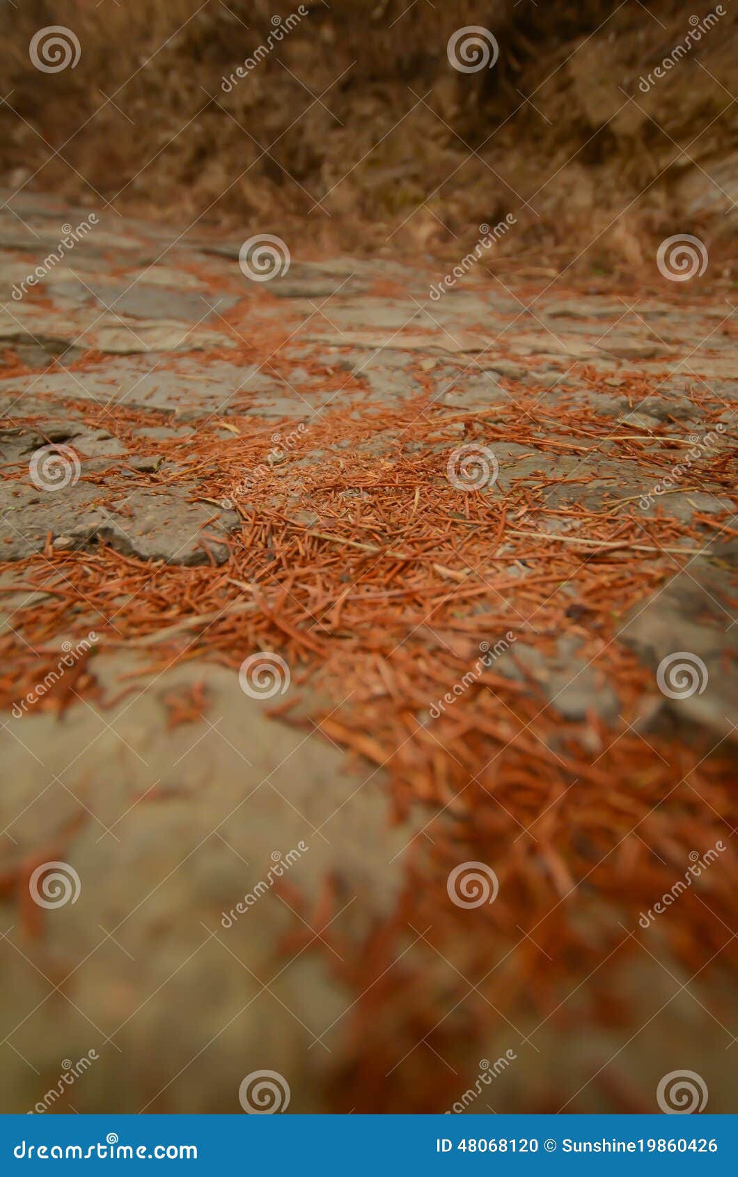 Pine chips stock photo image Pine chips stock photo image