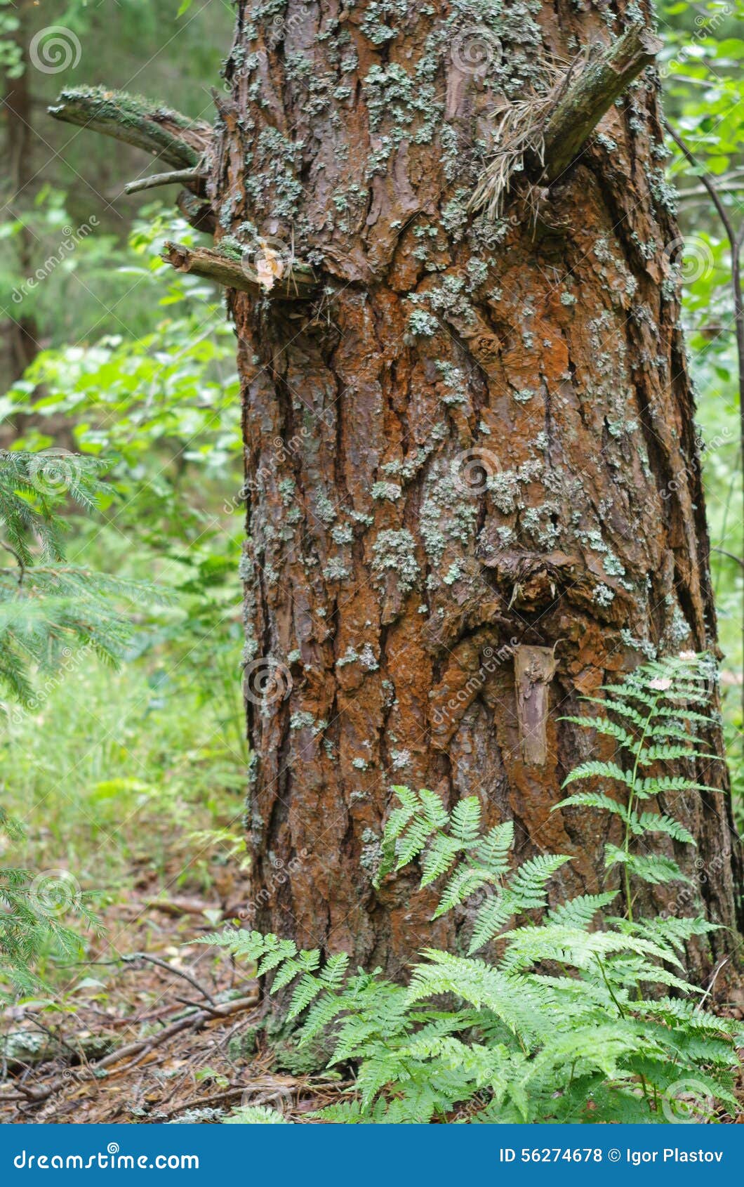 bark like a pine with cracks on the bark like a human in sorrow stock photo image 56274678 bark like a pine with cracks on the bark like a human in sorrow stock photo image 56274678