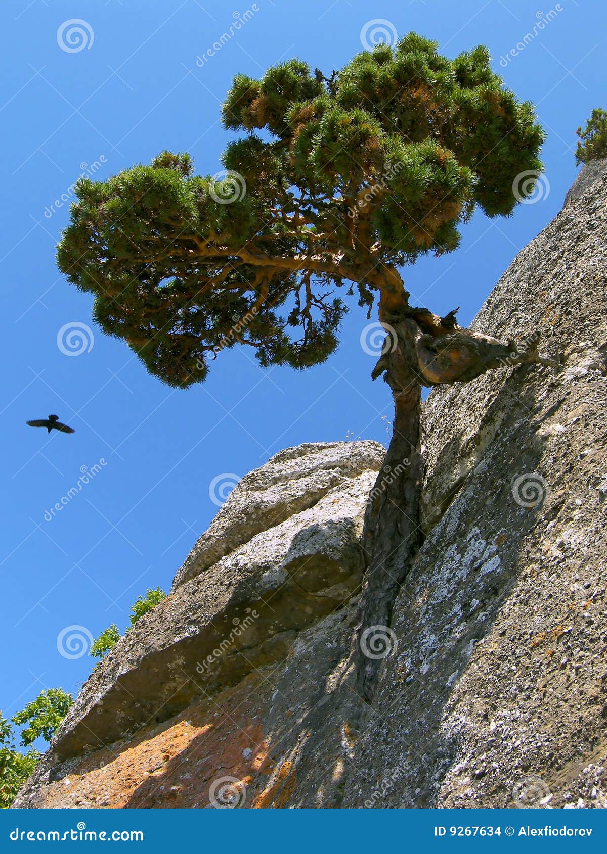 Pine Tree On Rock Face Stock Images - Image: 9267634