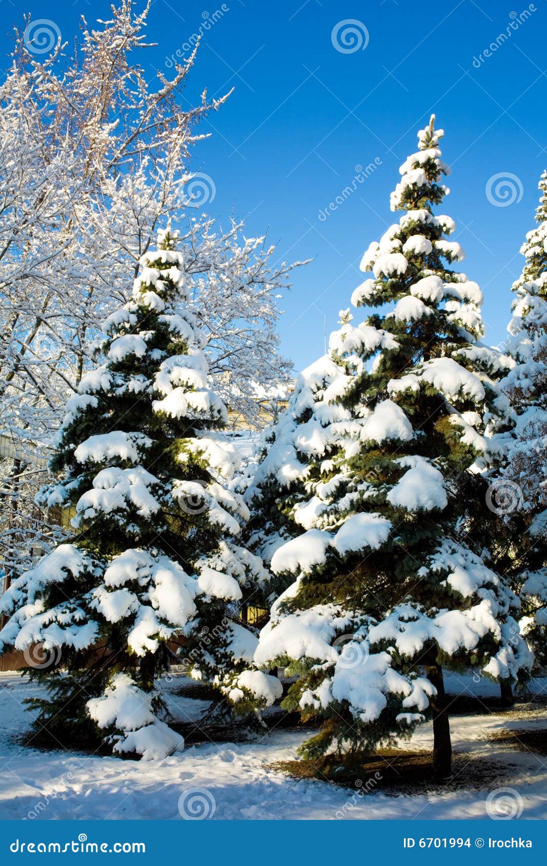 Snowy Pine Tree Close Up