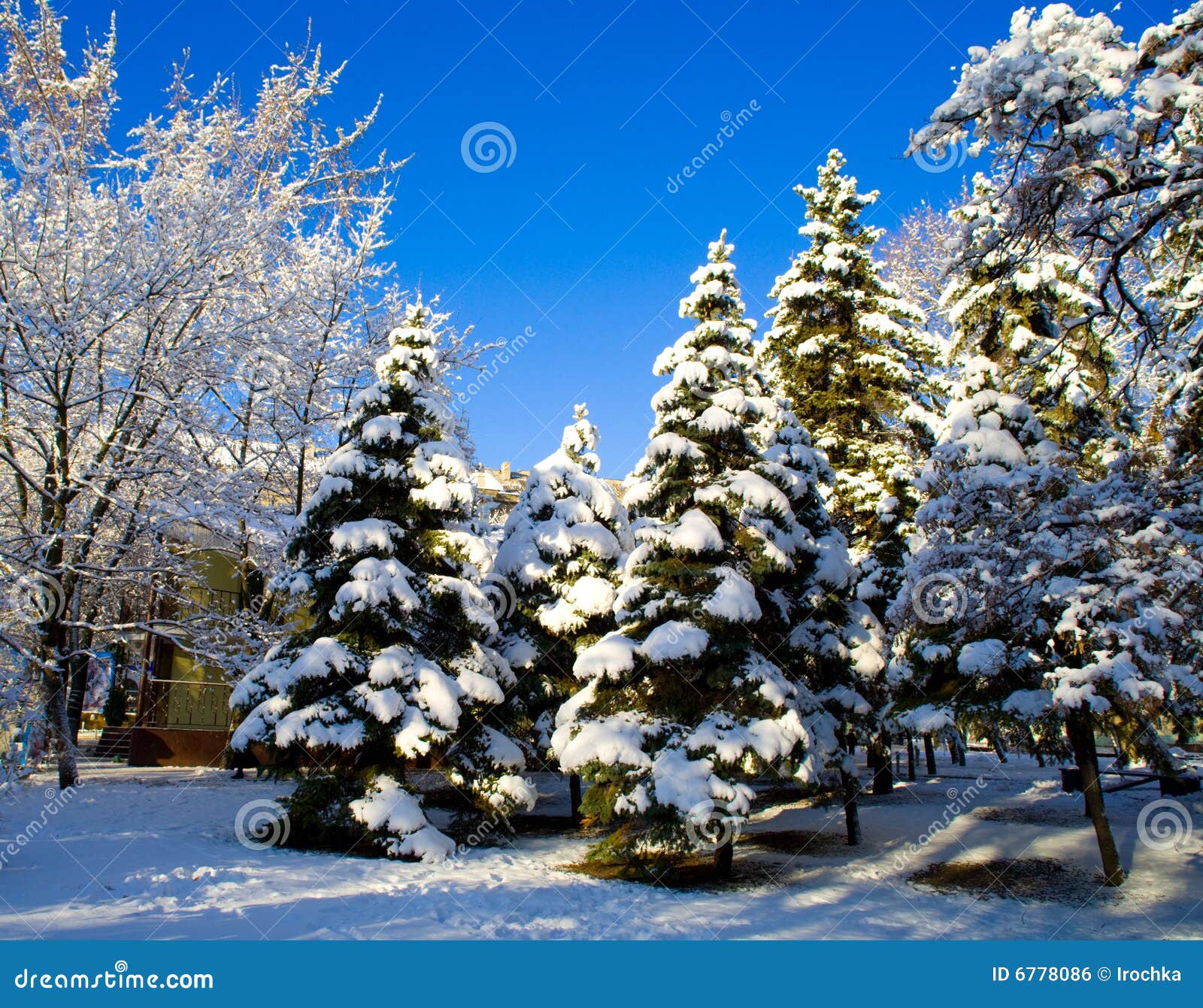 Snowy Pine Tree Close Up