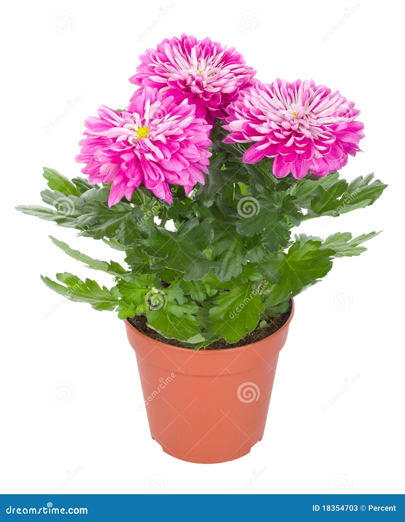 Pink Chrysanthemum Flowers In Pot Stock Photos  Image: 18354703