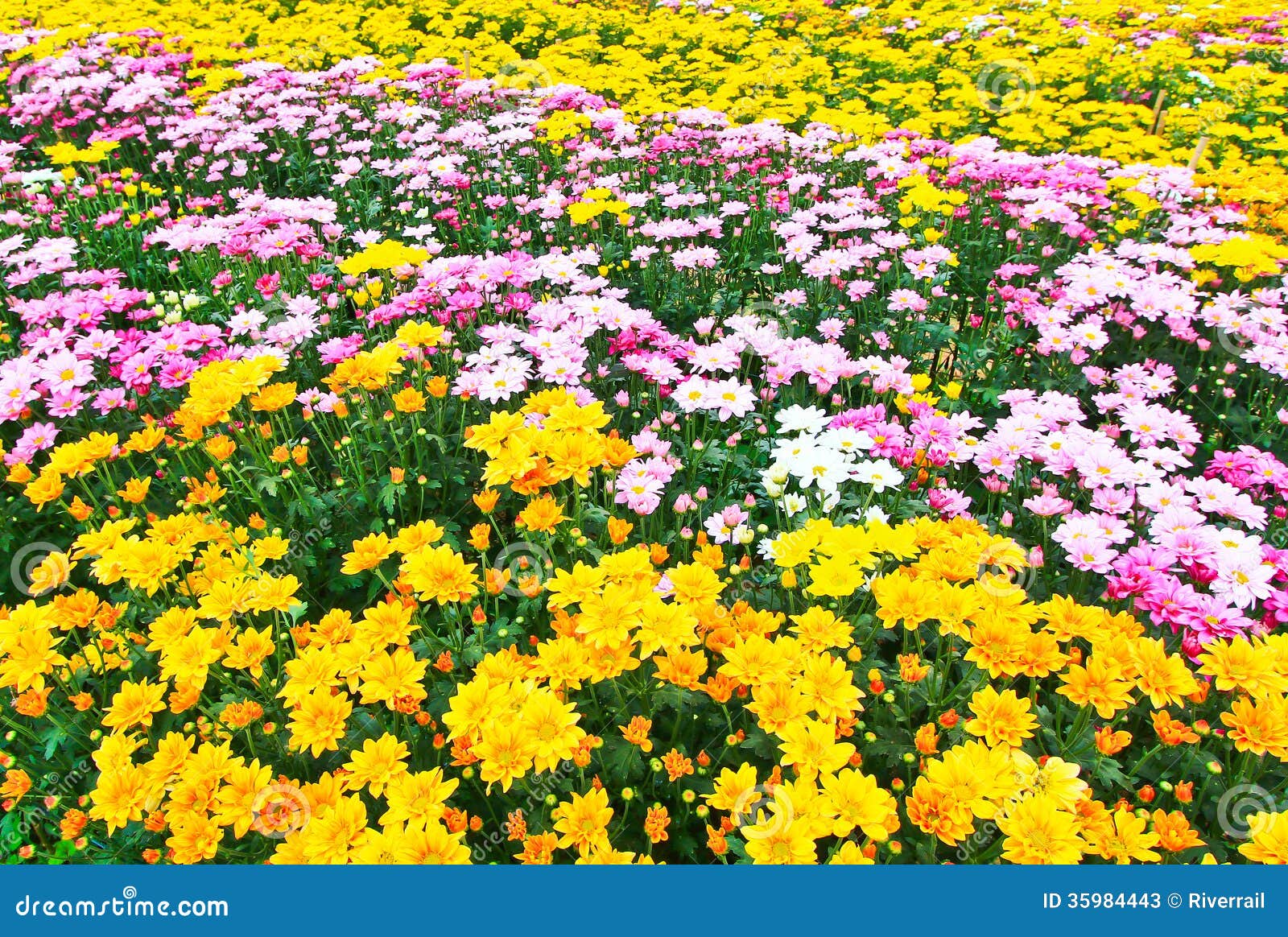pinkchrysanthemumyellowonechrysanthemumsgarden35984443.jpg