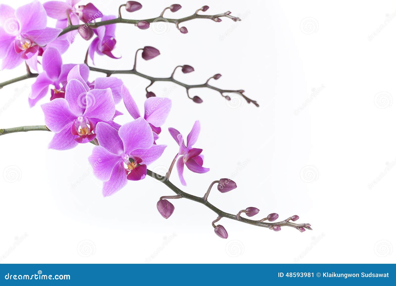White Dendrobium Orchid White Dendrobium Orchid