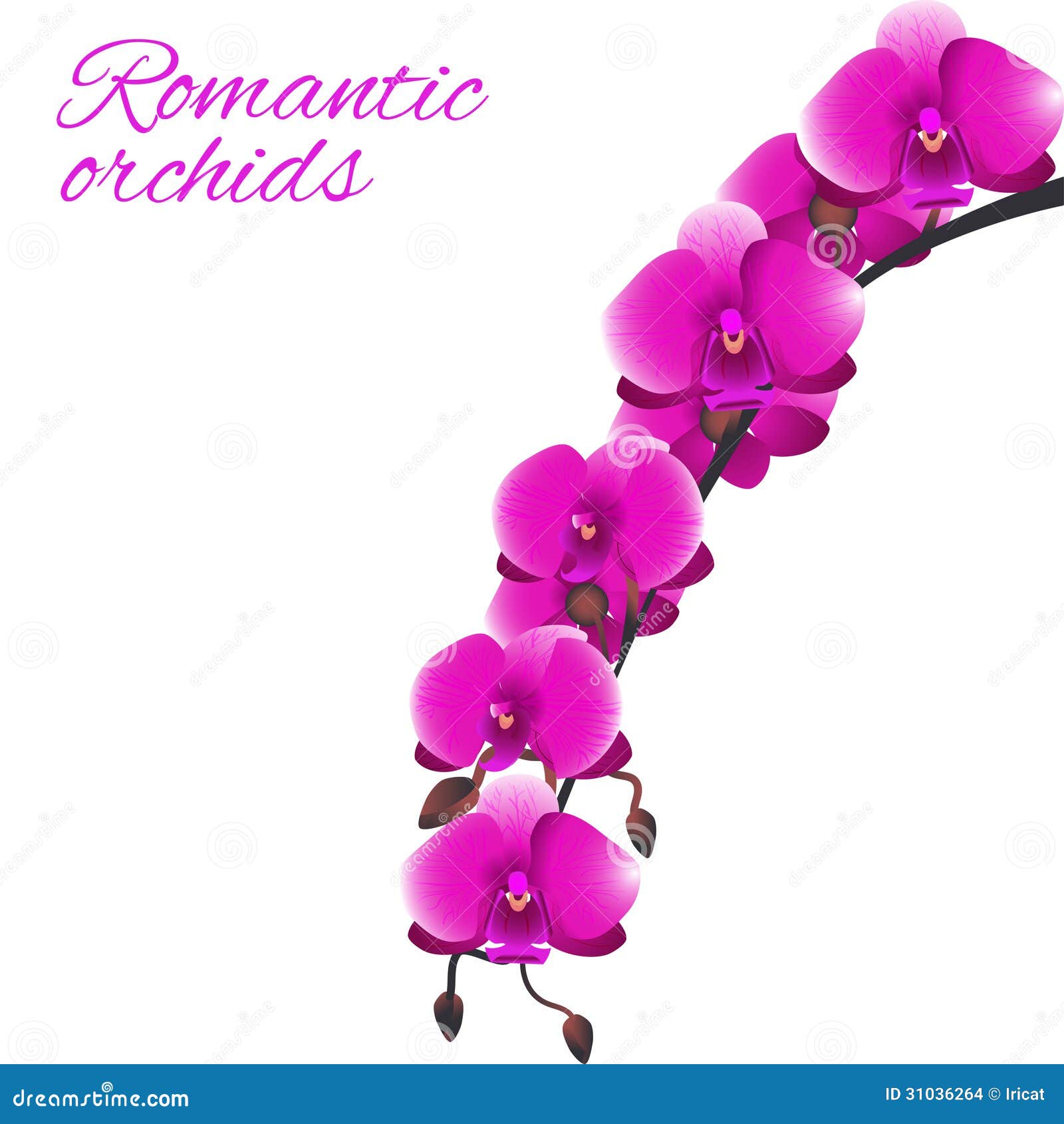 Pink Orchid Clipart