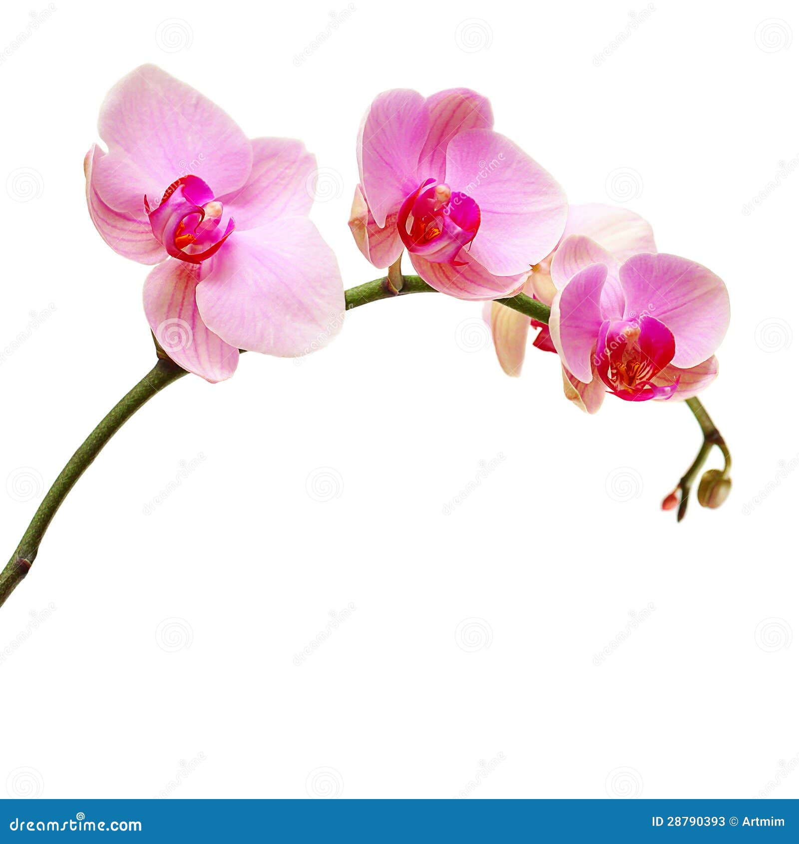 Pink Orchid Clipart