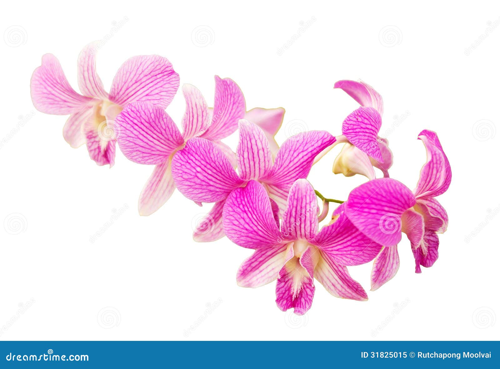 Pink Orchid Background