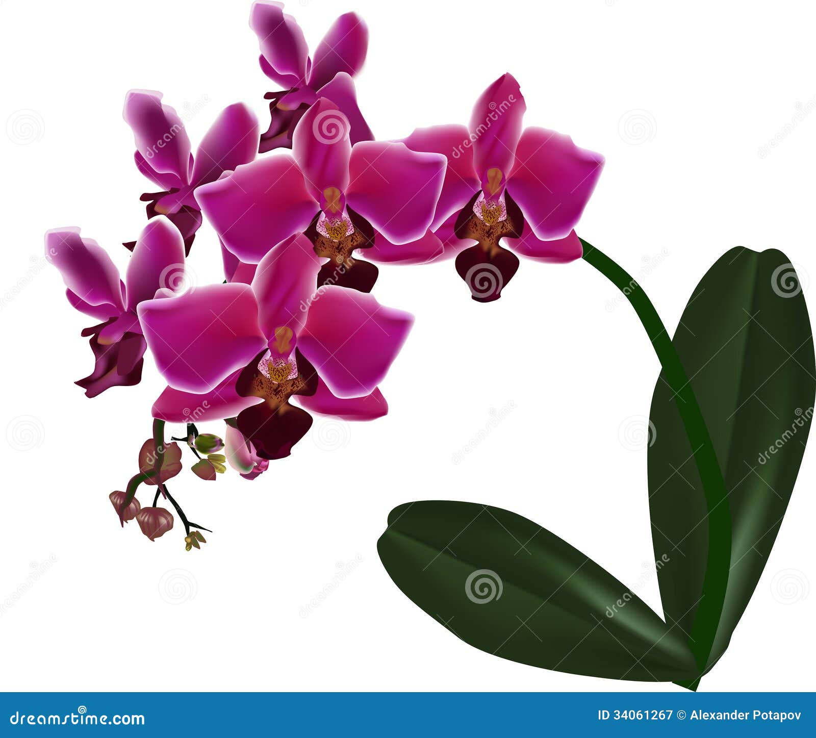 Pink Orchid Clipart