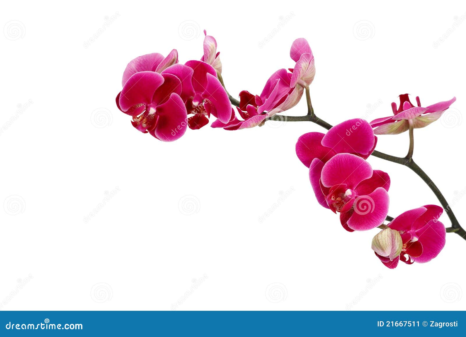 Pink Orchid Background