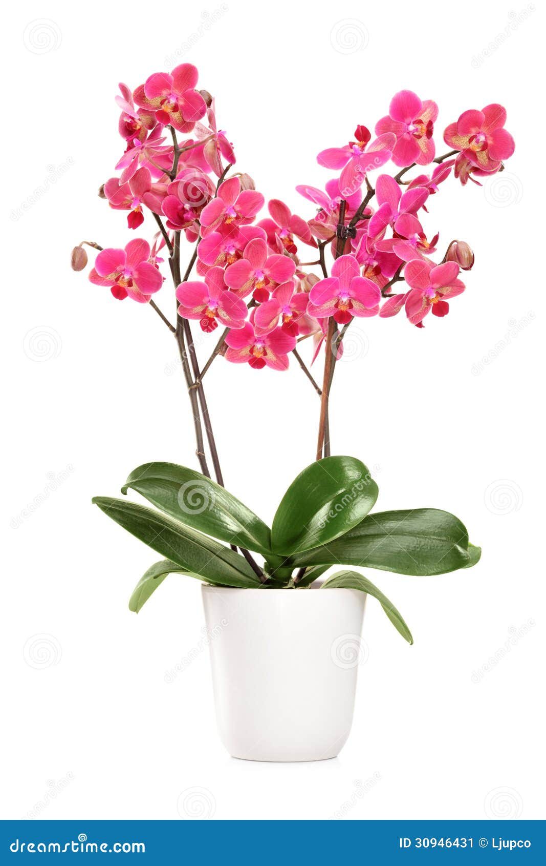 Pink Orchid Clipart