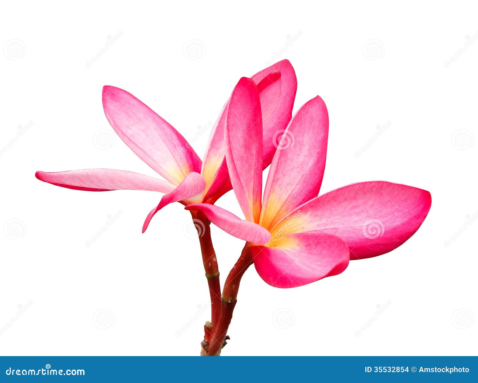 Single Plumeria White Background