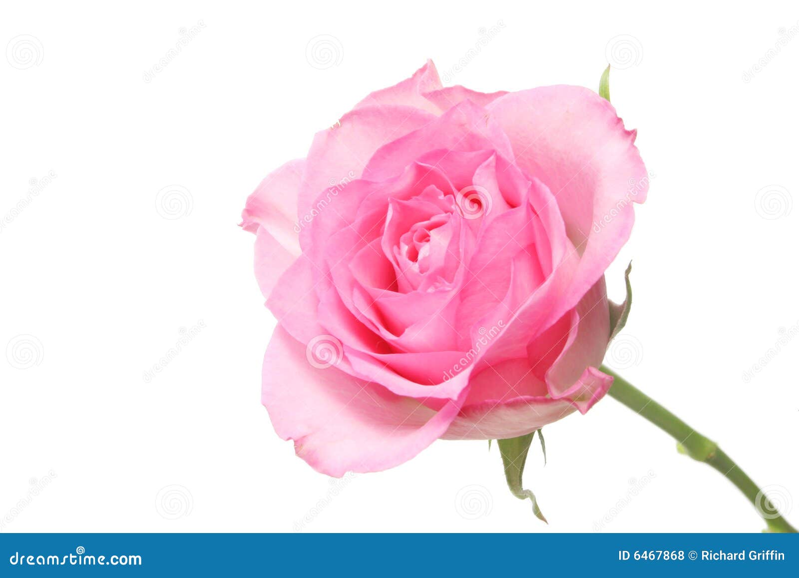 Single Pink Rose Stem