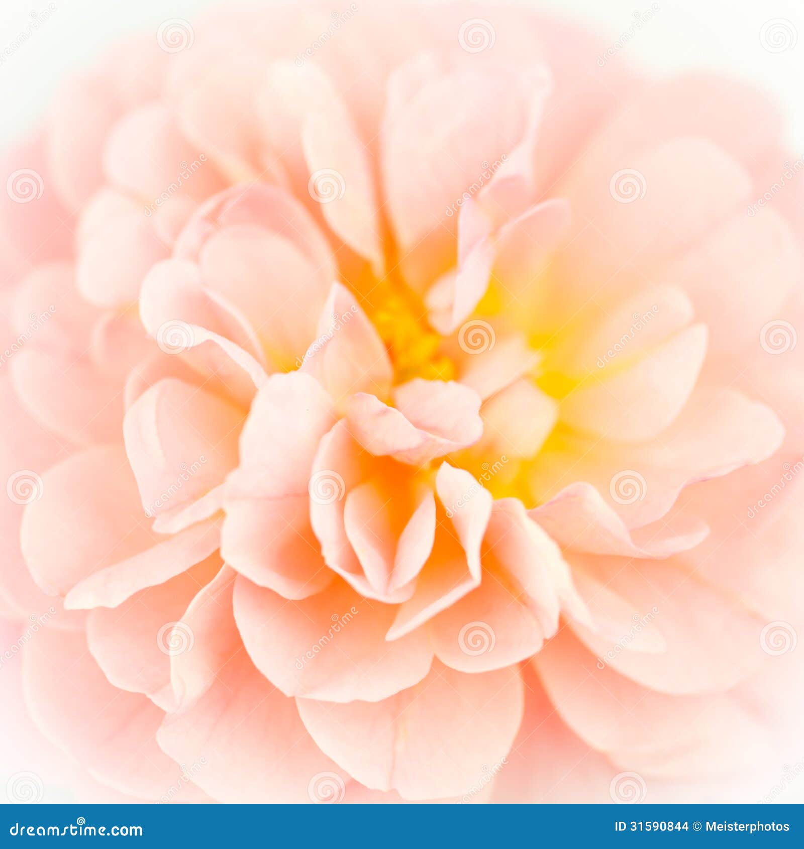 Pink Rose Closeup Stock Images Image 31590844