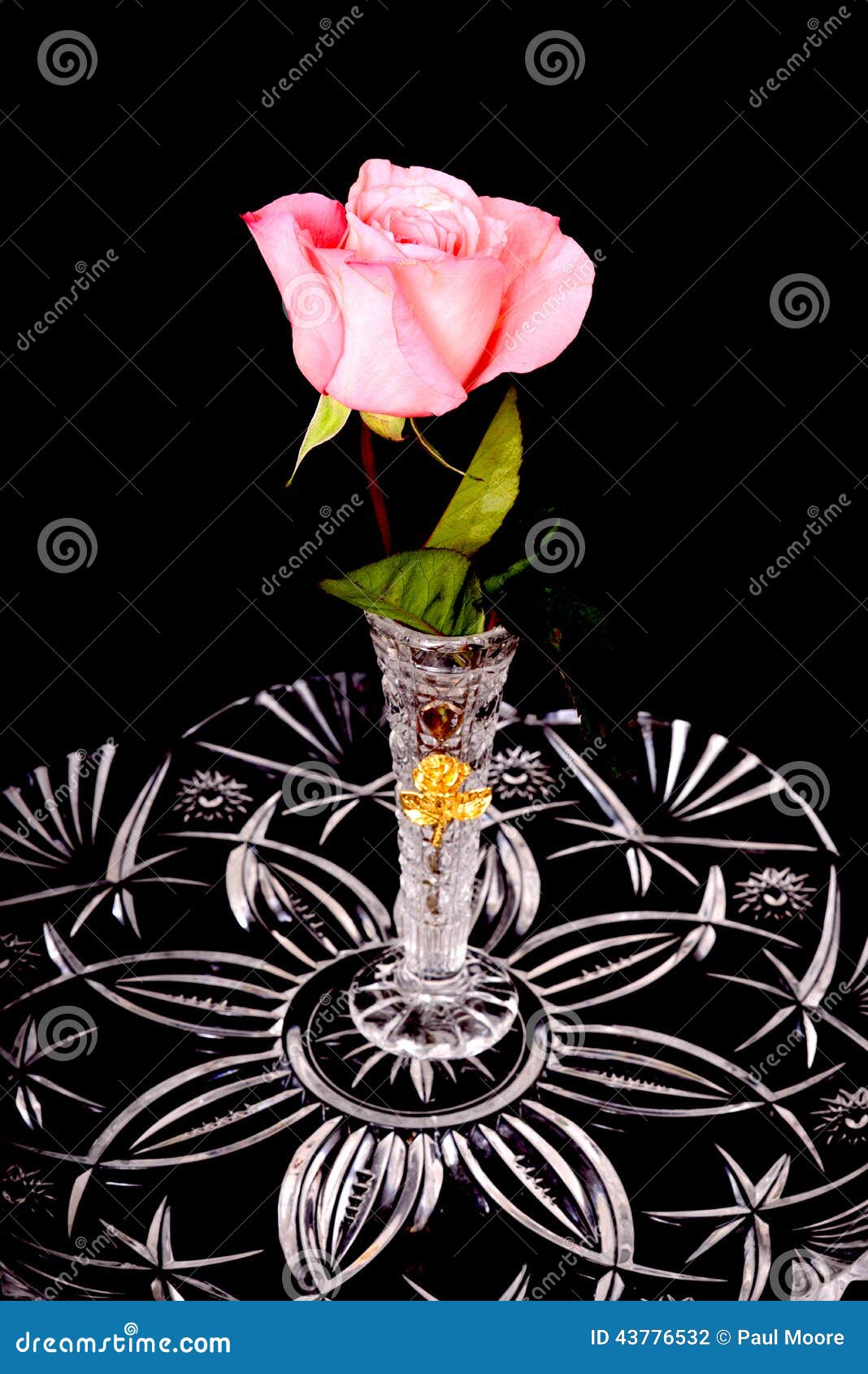 Single Pink Rose In A Vase