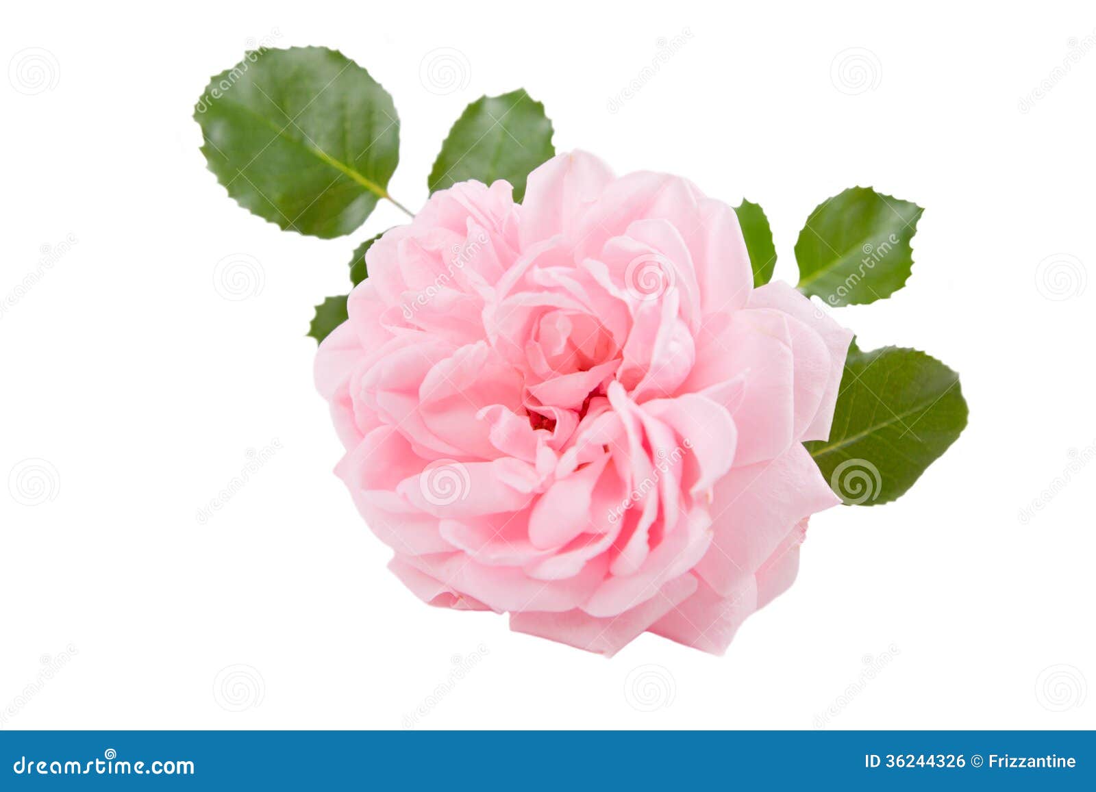 Pink Rose White Background