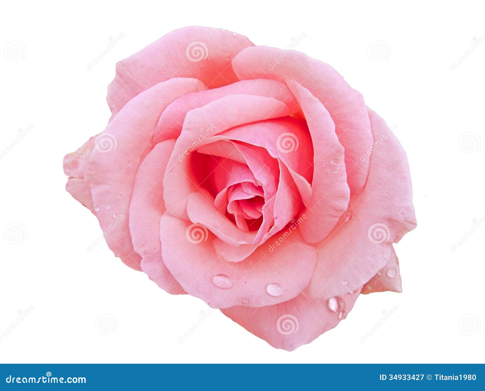 Pink Rose White Background