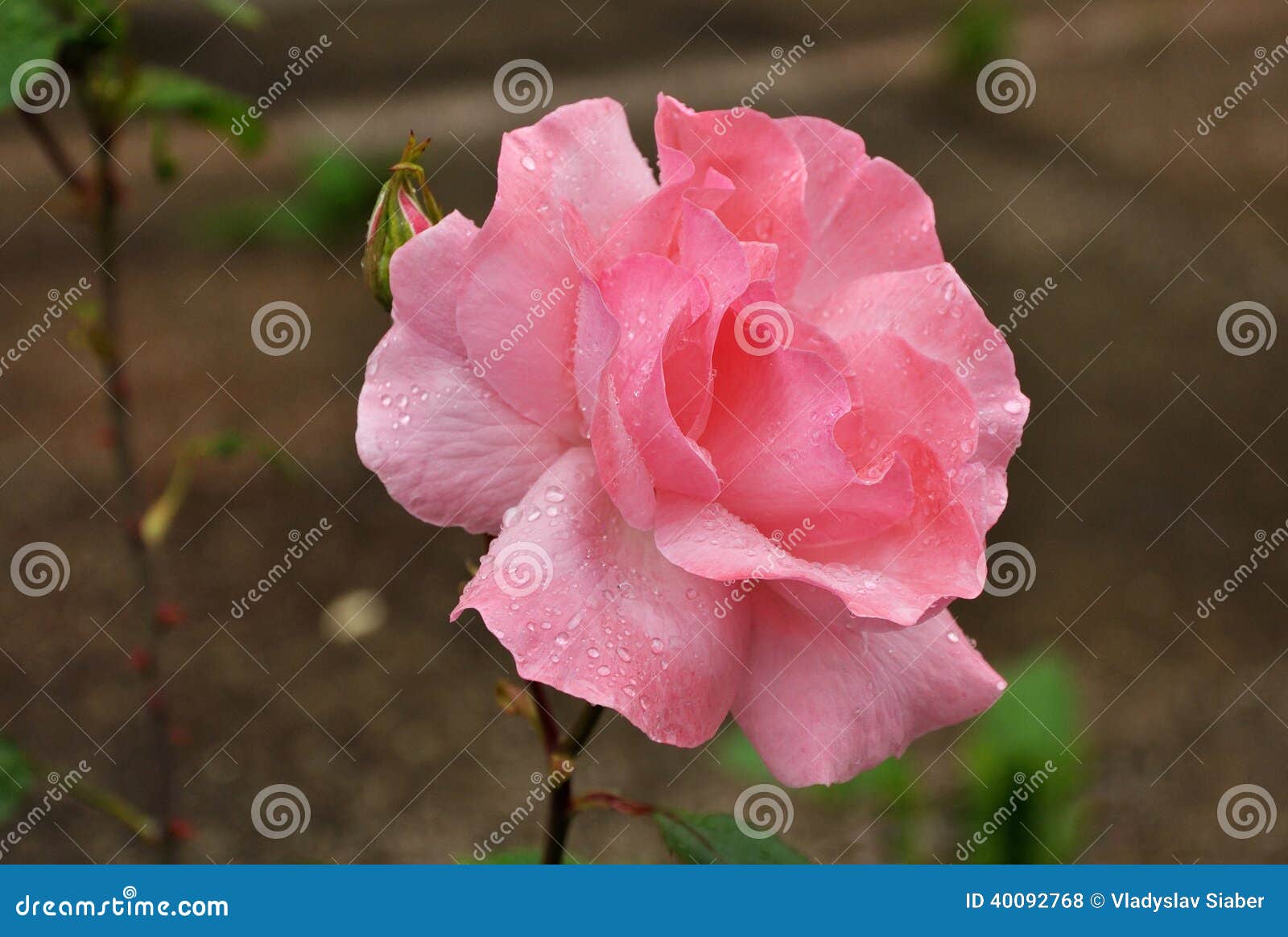 Pink Rose With Water Drops And Stem