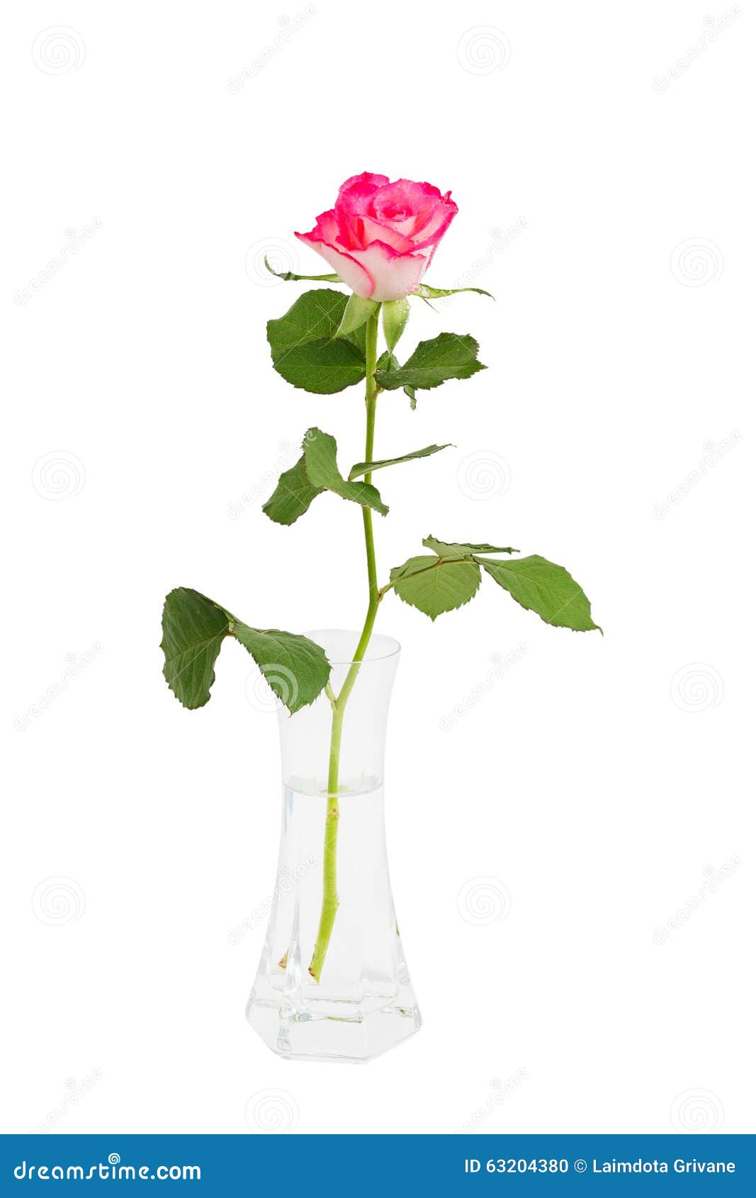 Single Pink Rose In A Vase