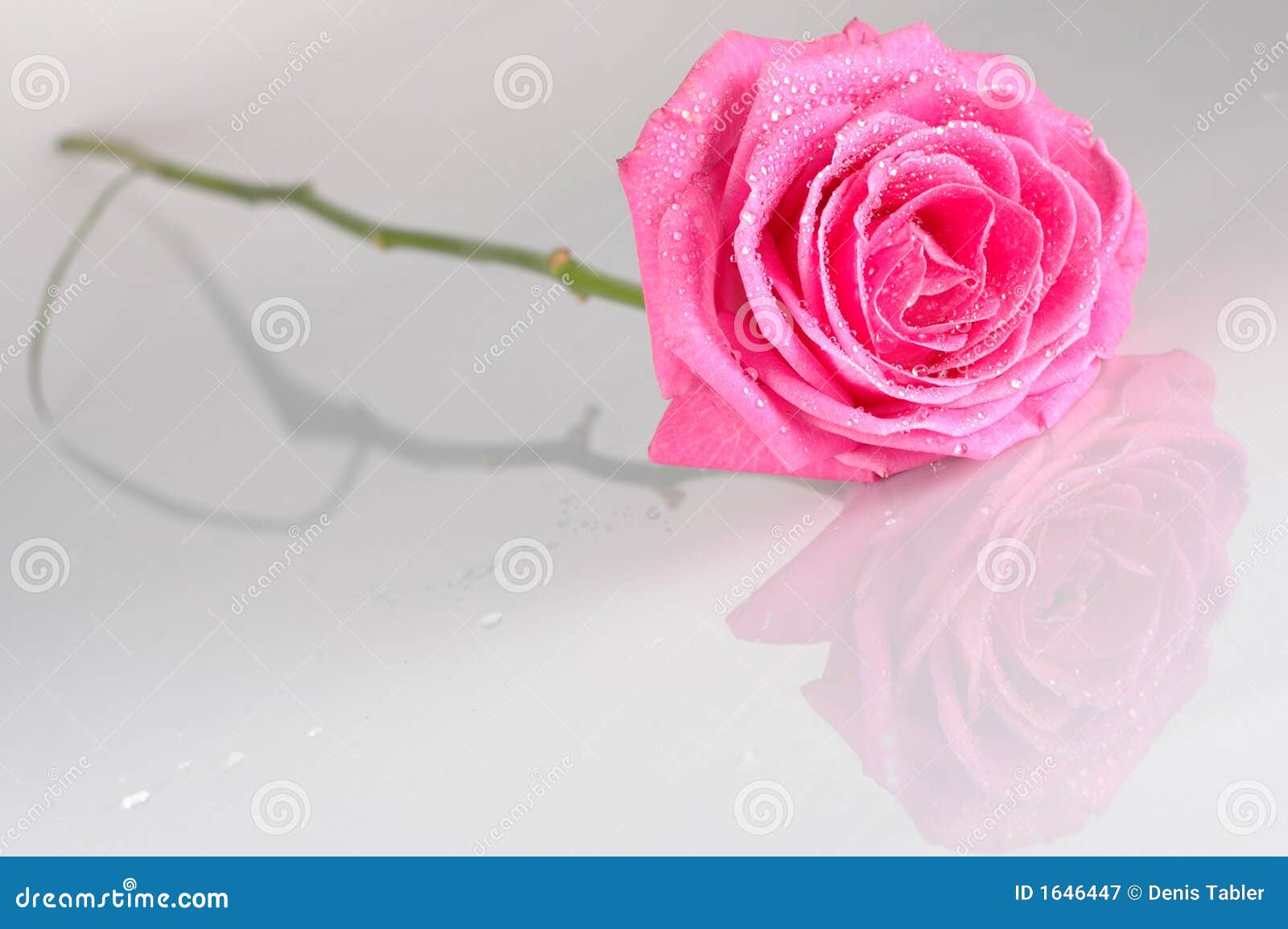 Pink Rose With Water Drops