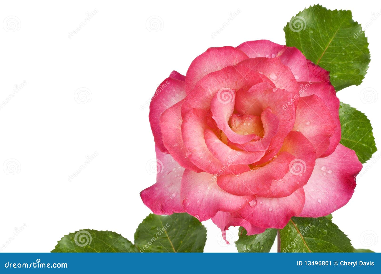 Single Pink Rose White Background