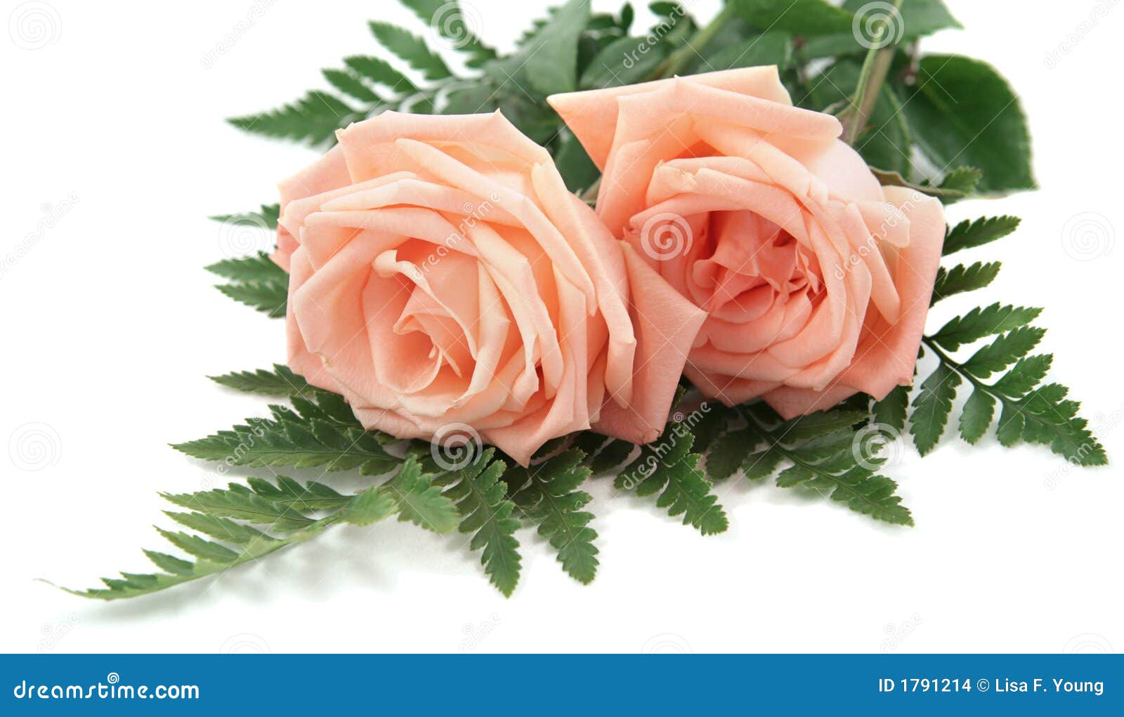Pink Roses Background On White Stock Images - Image: 1791214