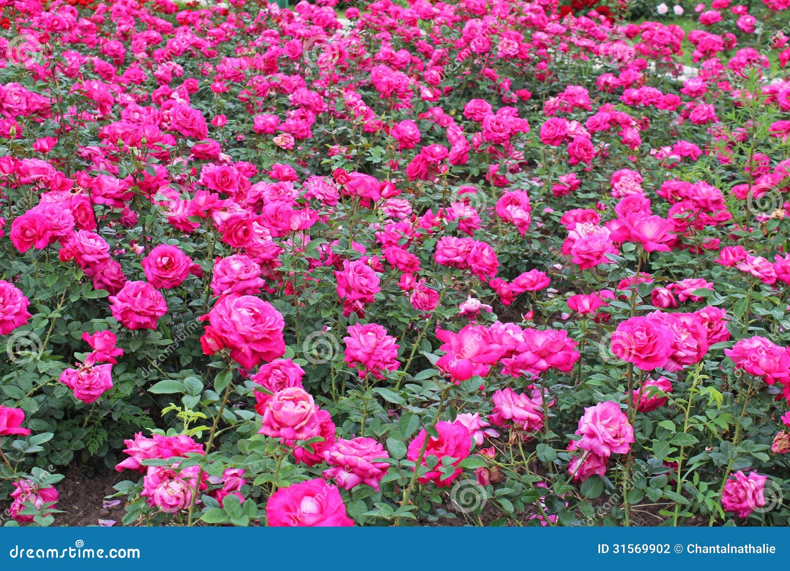 Pink Rose Garden Wallpaper