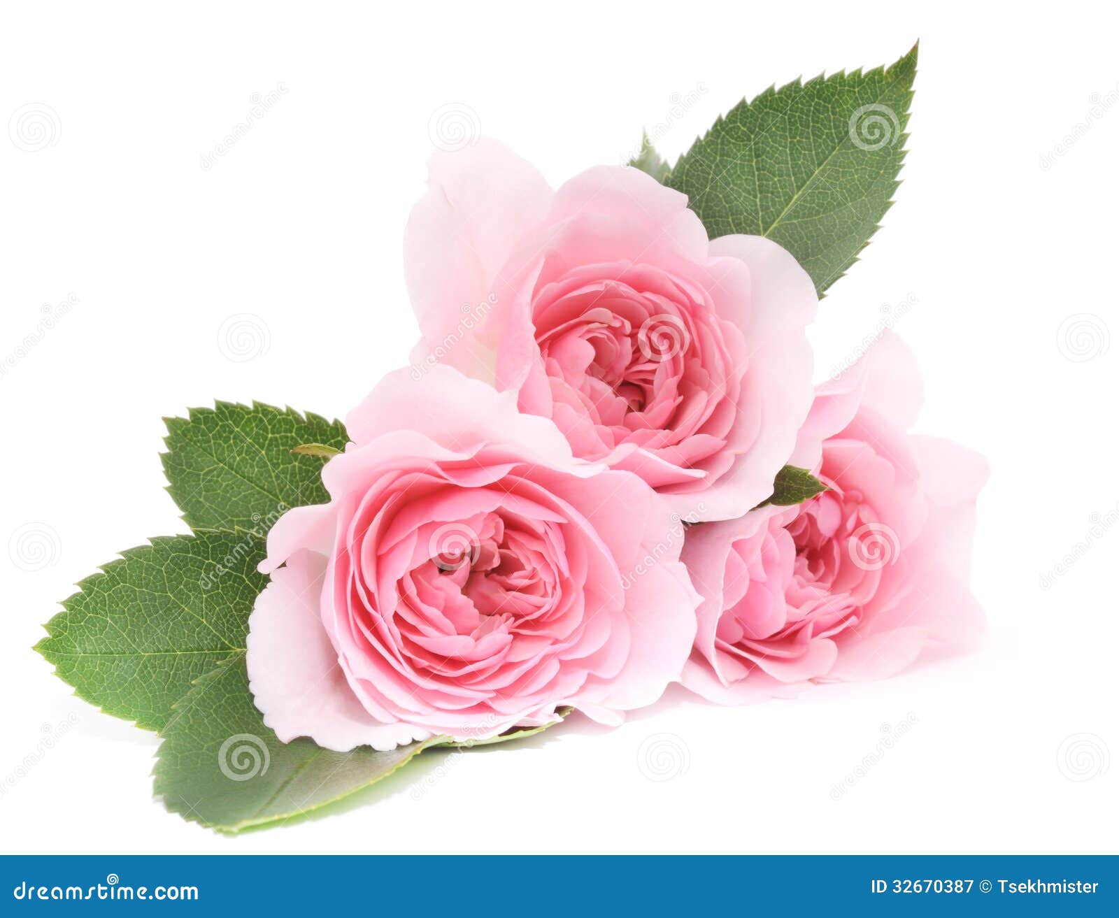 Pink Rose White Background