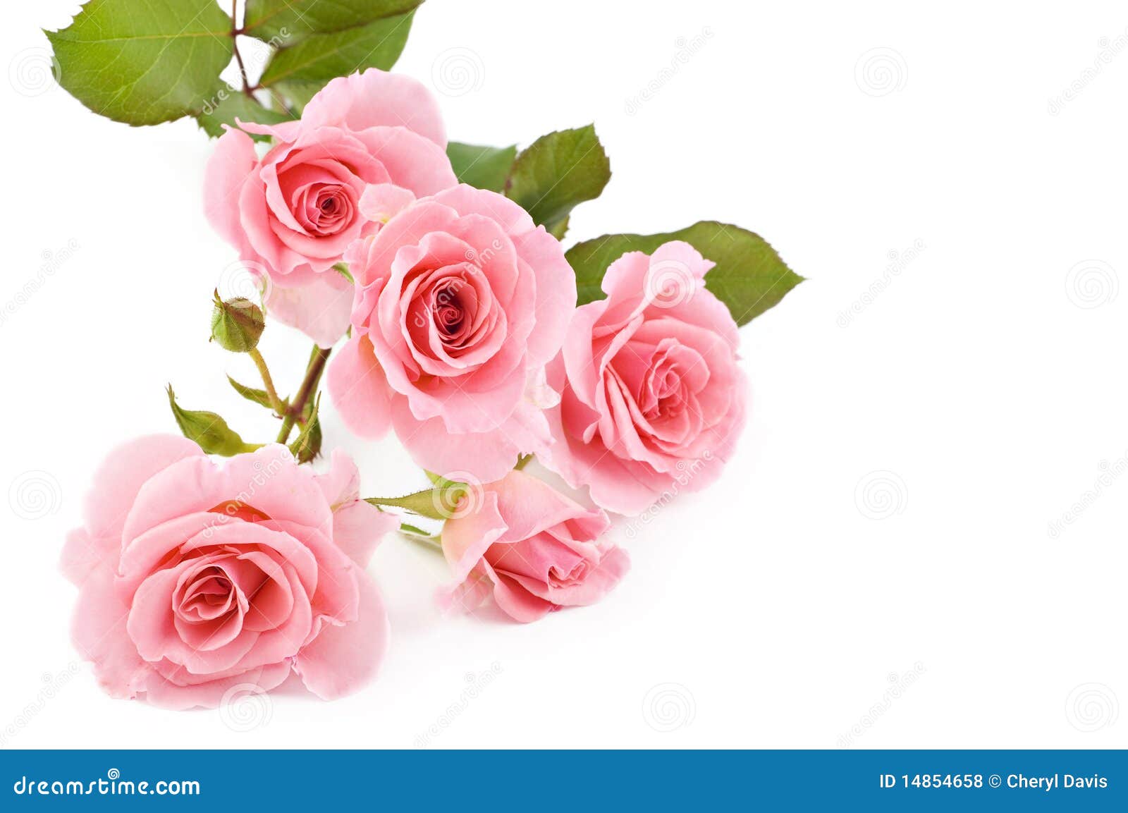 Pink Rose White Background