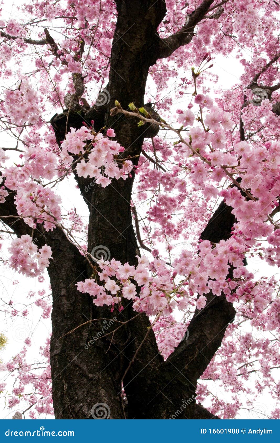 Pink Sakura Flowers In Osaka, Japan Stock Photo - Image: 16601900