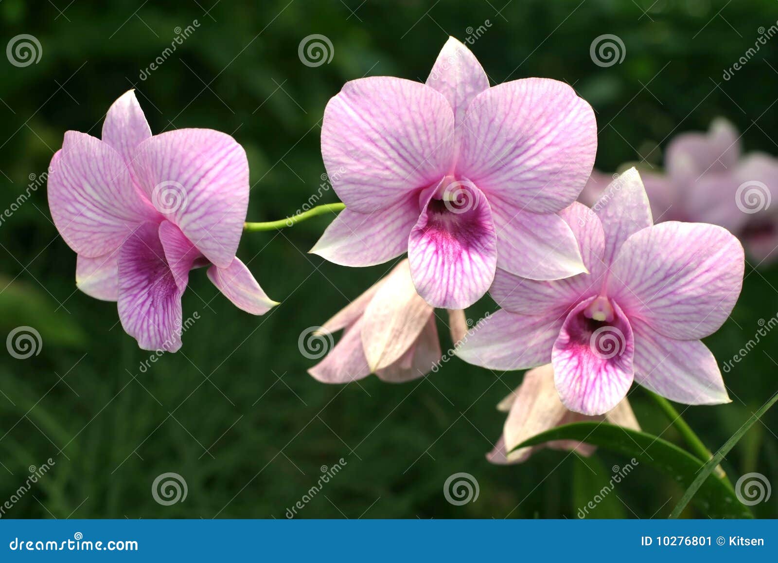 Orchid Dendrobium