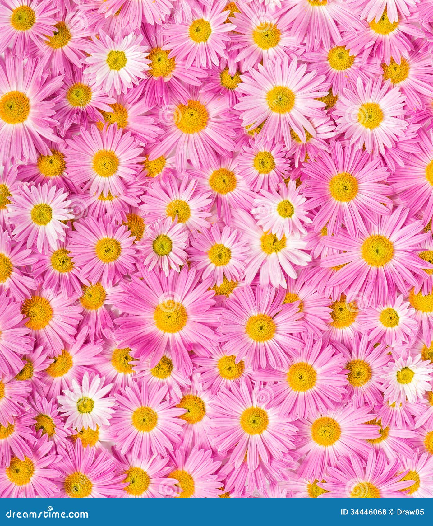 Pink And Yellow Flowers Royalty Free Stock Photos - Image ...
