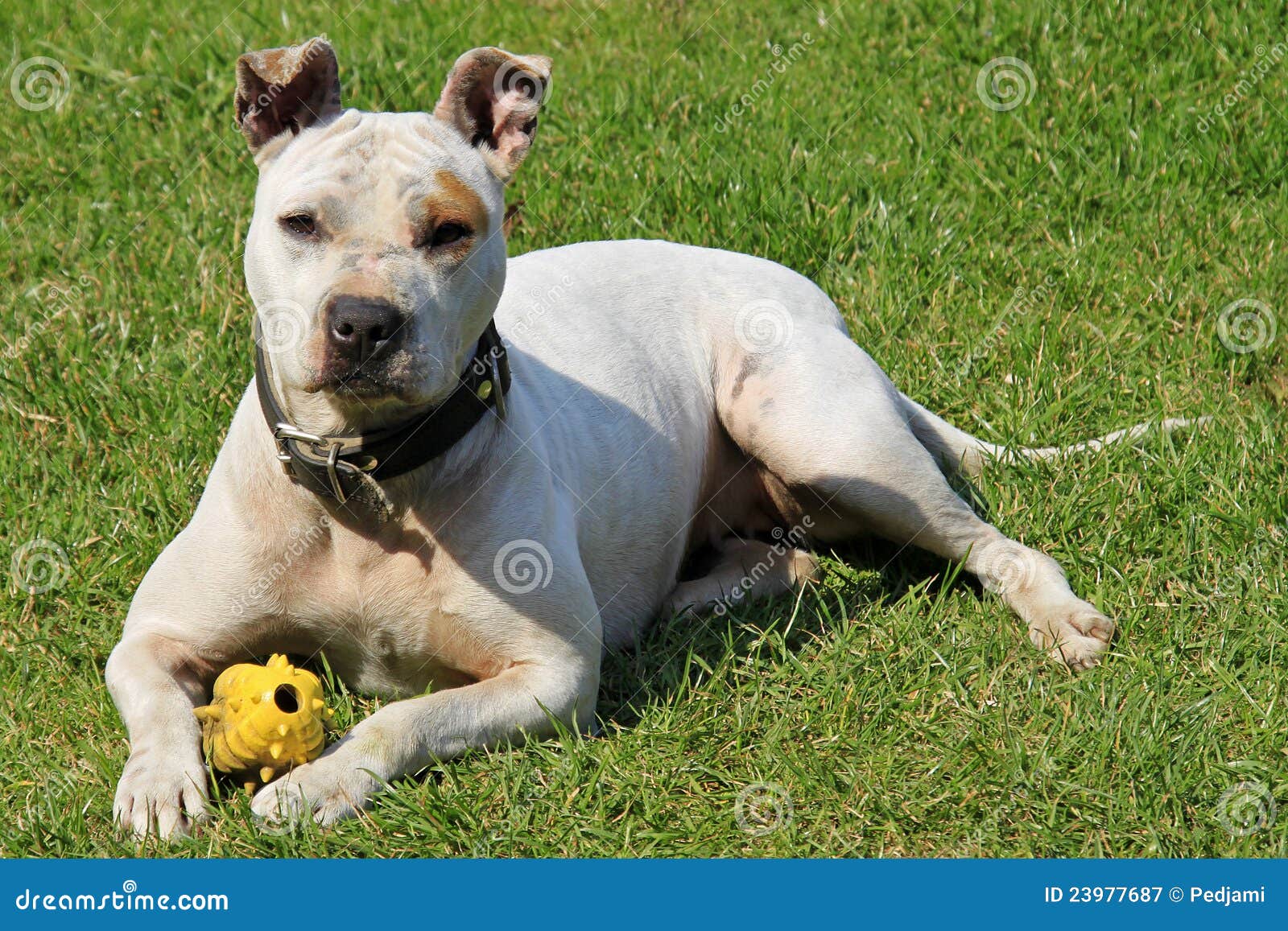Pitbull blanco
