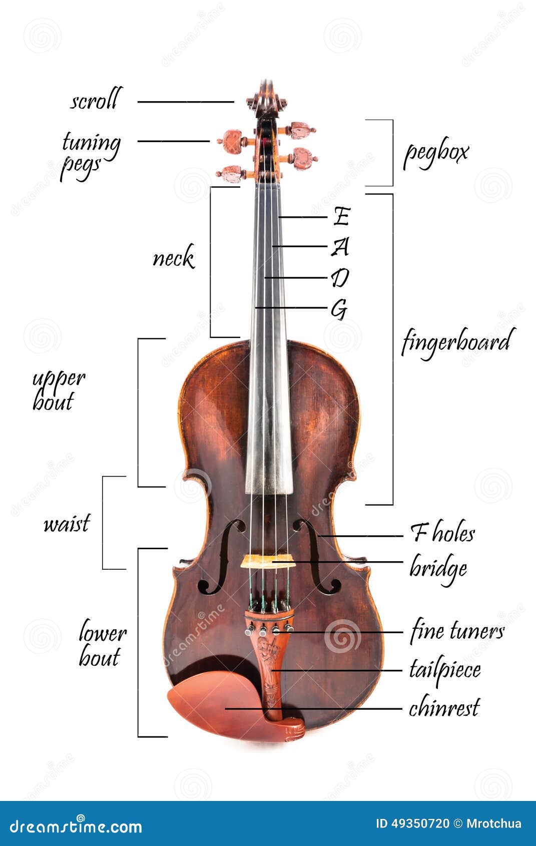 Pièces D'un Violon Photo stock Image 49350720