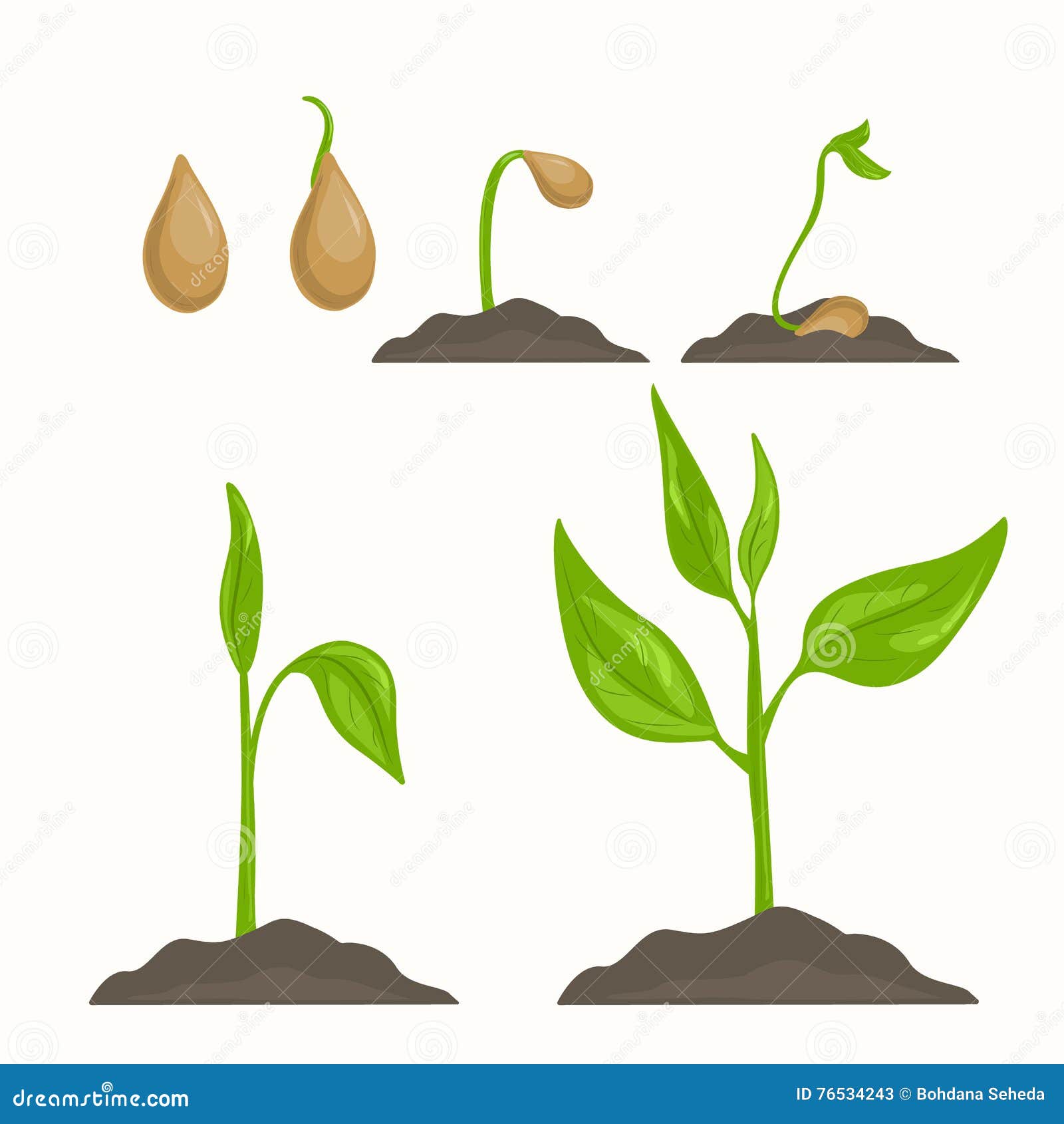 plant life cycle clipart - photo #49