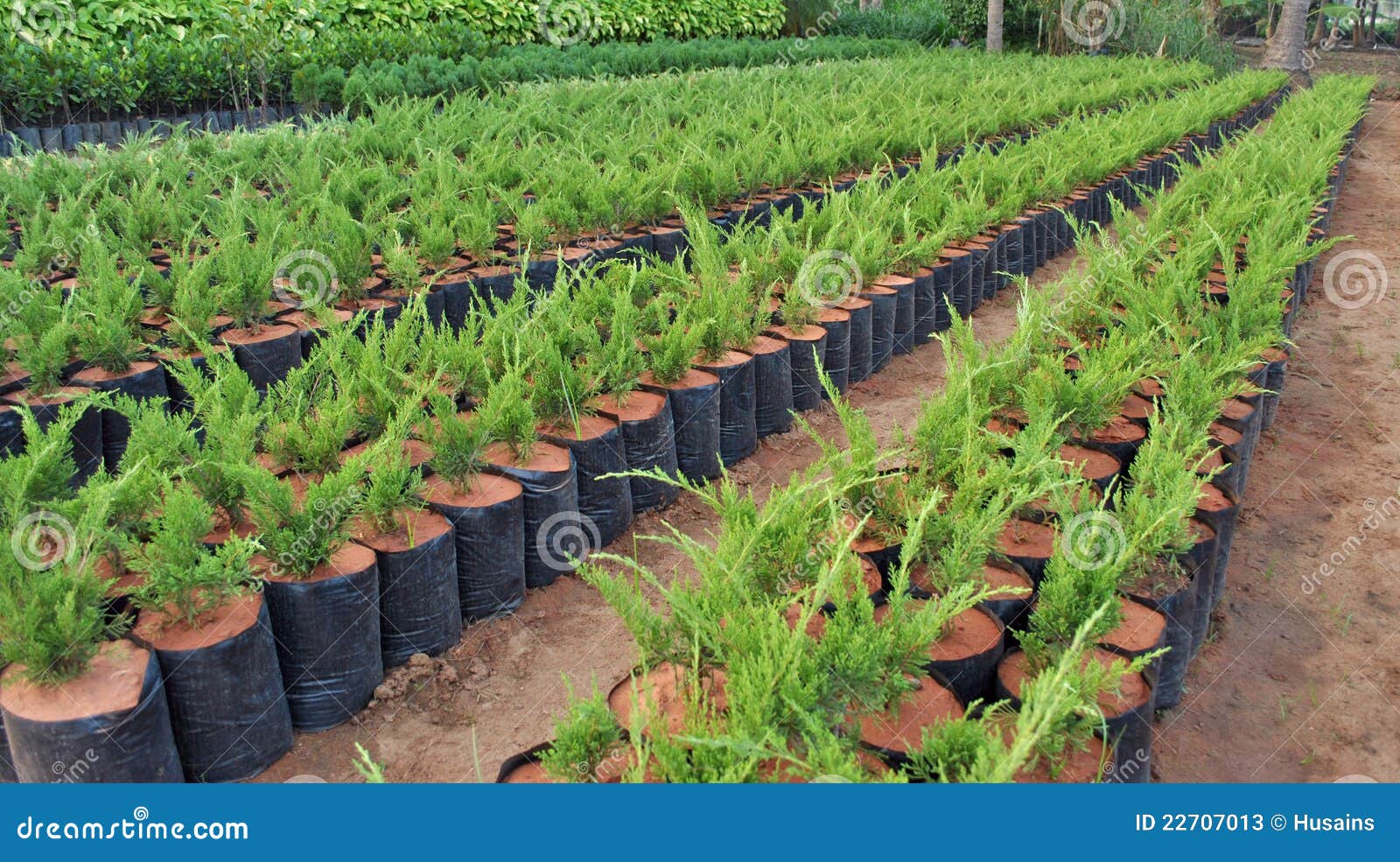 Plant Nursery Stock Photos Image 22707013 plant-nursery-stock-photos-image-22707013