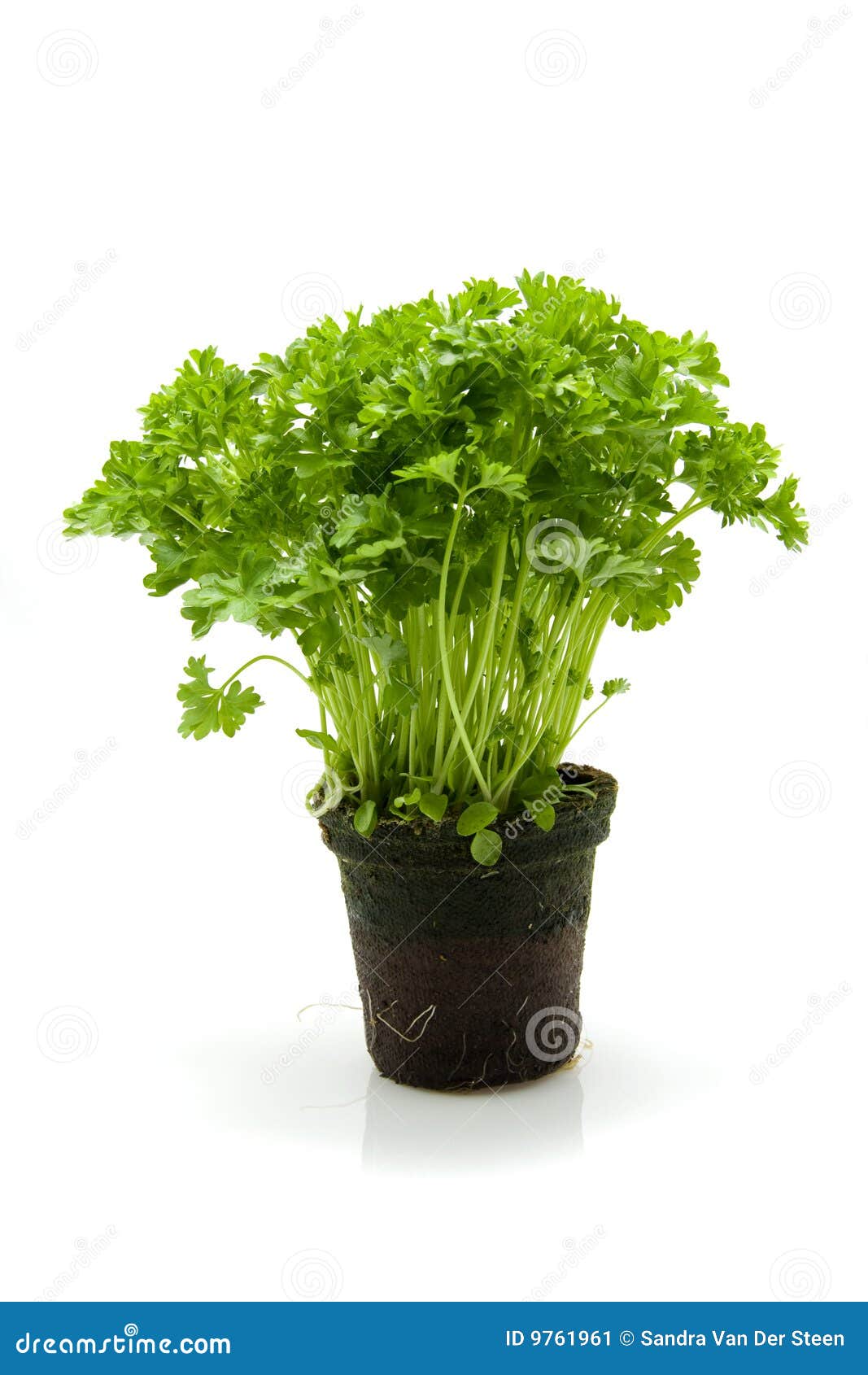 hydroponic developing how to diy hydroponics cloner