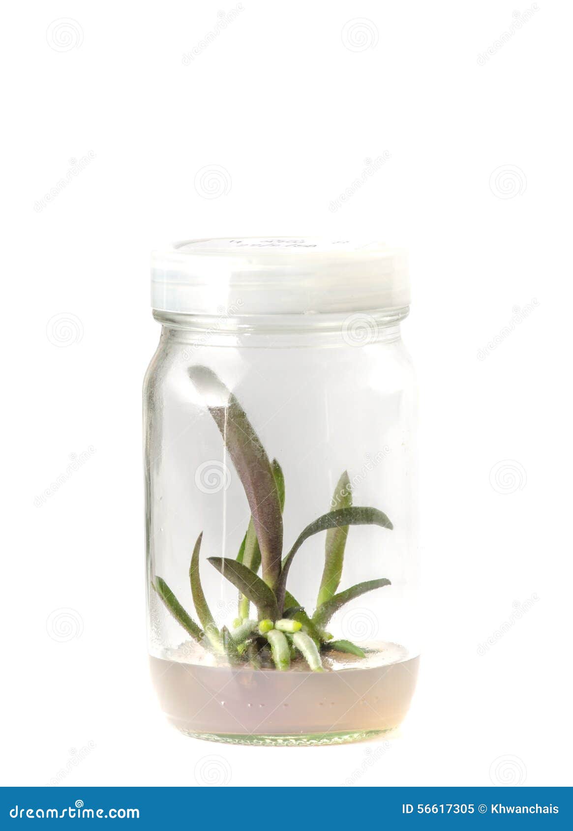Business plan plant tissue culture lab
