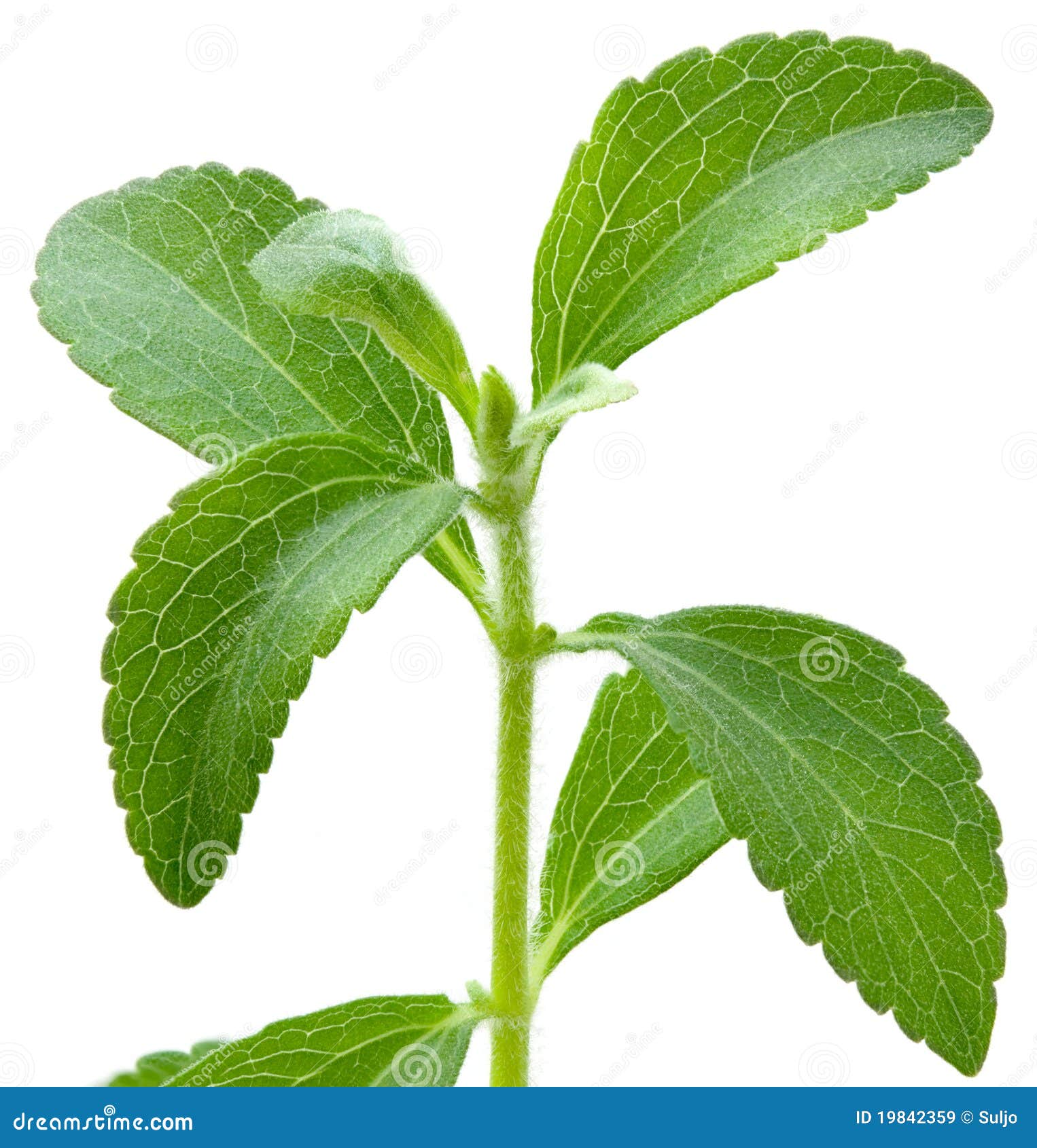 [Imagen: planta-del-stevia-19842359.jpg]