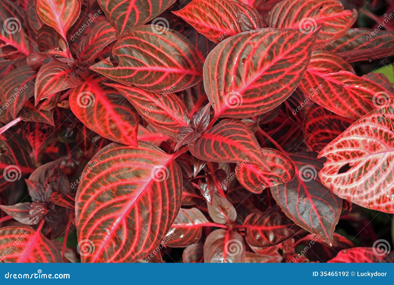flores tropicais jardim:Plantas Decorativas Vermelhas Fotografia de Stock – Imagem: 35465192 flores tropicais jardim:Plantas Decorativas Vermelhas Fotografia de Stock – Imagem: 35465192