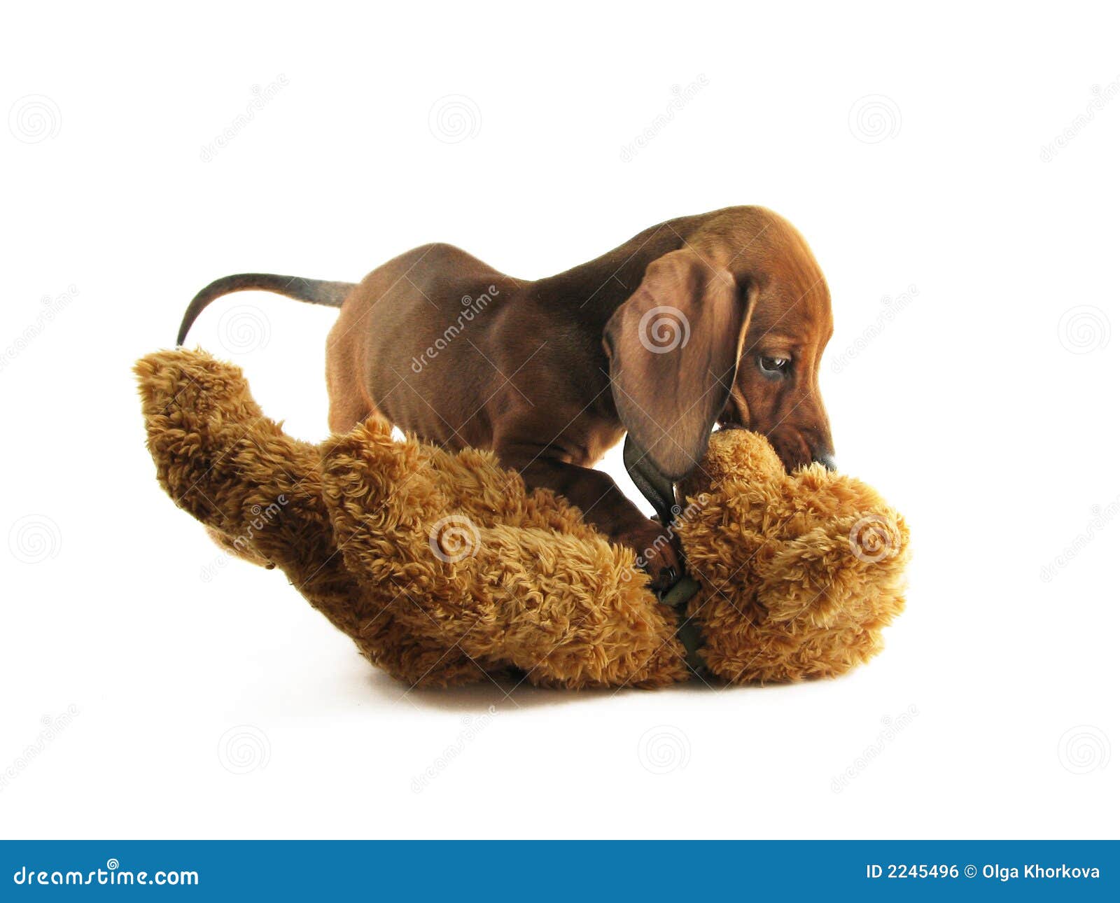 Playing Dachshund Royalty Free Stock Image Image 2245496