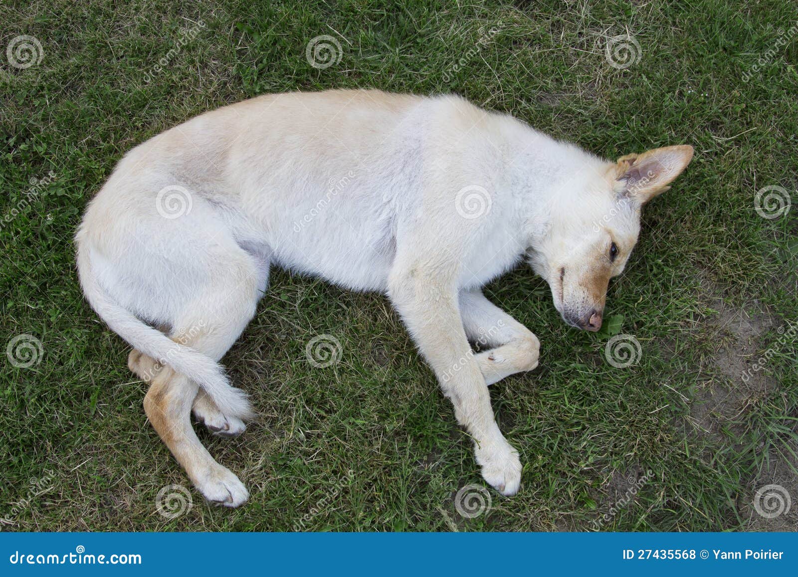 Playing Dead Royalty Free Stock Photos Image 27435568