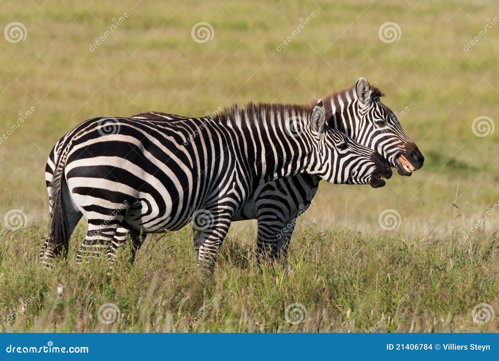 Playing Zebras Stock Images Image 21406784