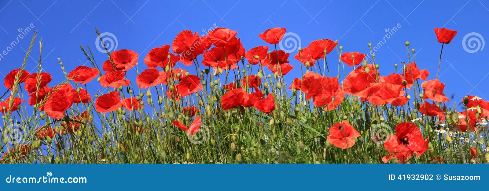 Photo stock: Pleine floraison de pavots rouges, format panoramique de ...