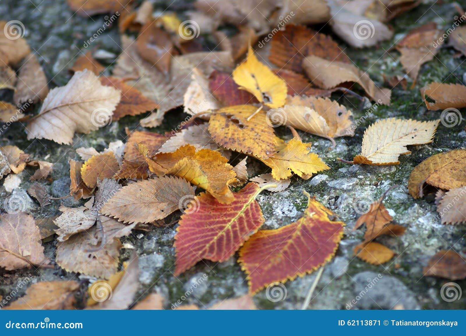 plot autumn colorful leaves footpath 62113871