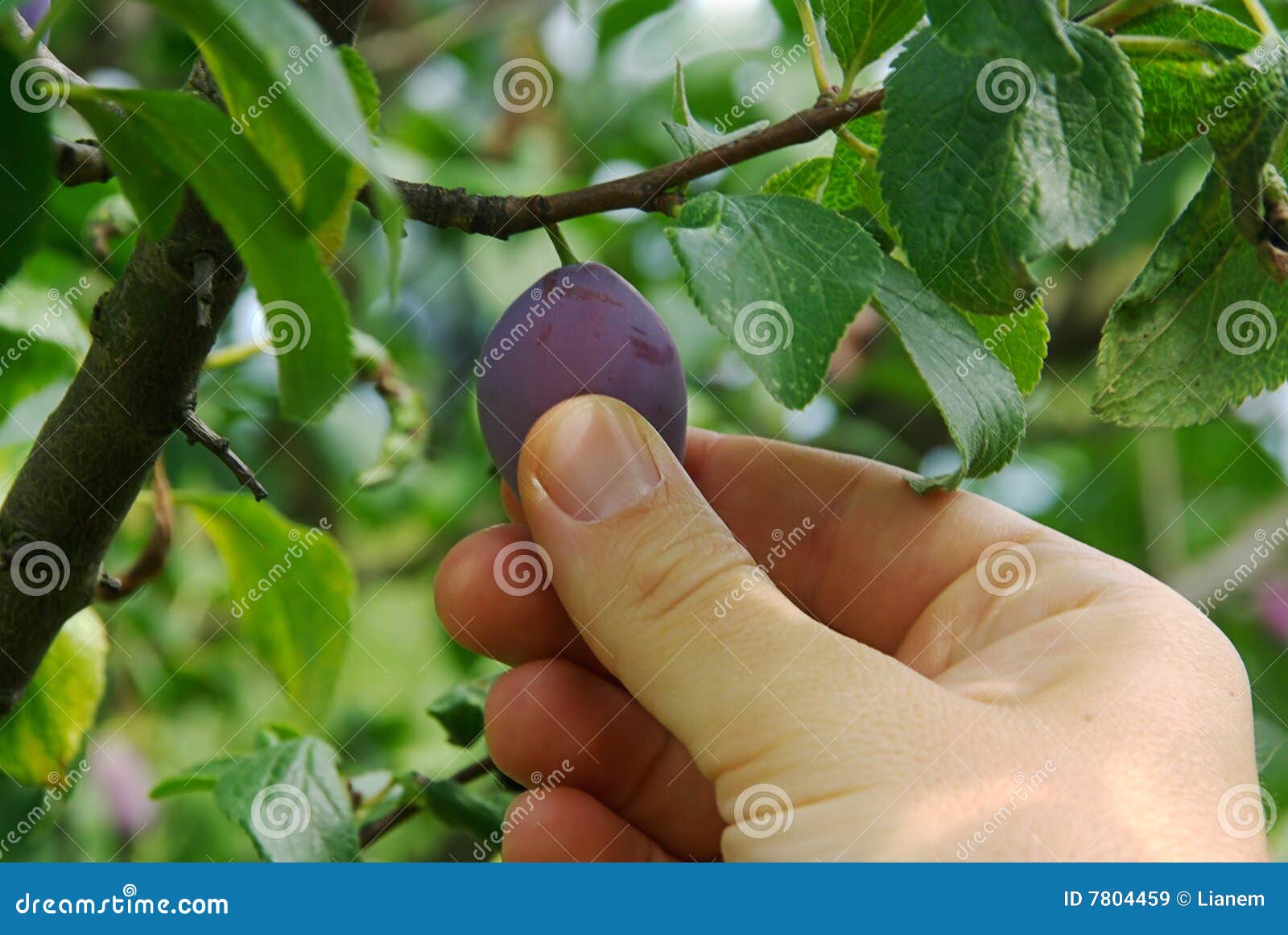Plum Picking Royalty Free Stock Images Image 7804459