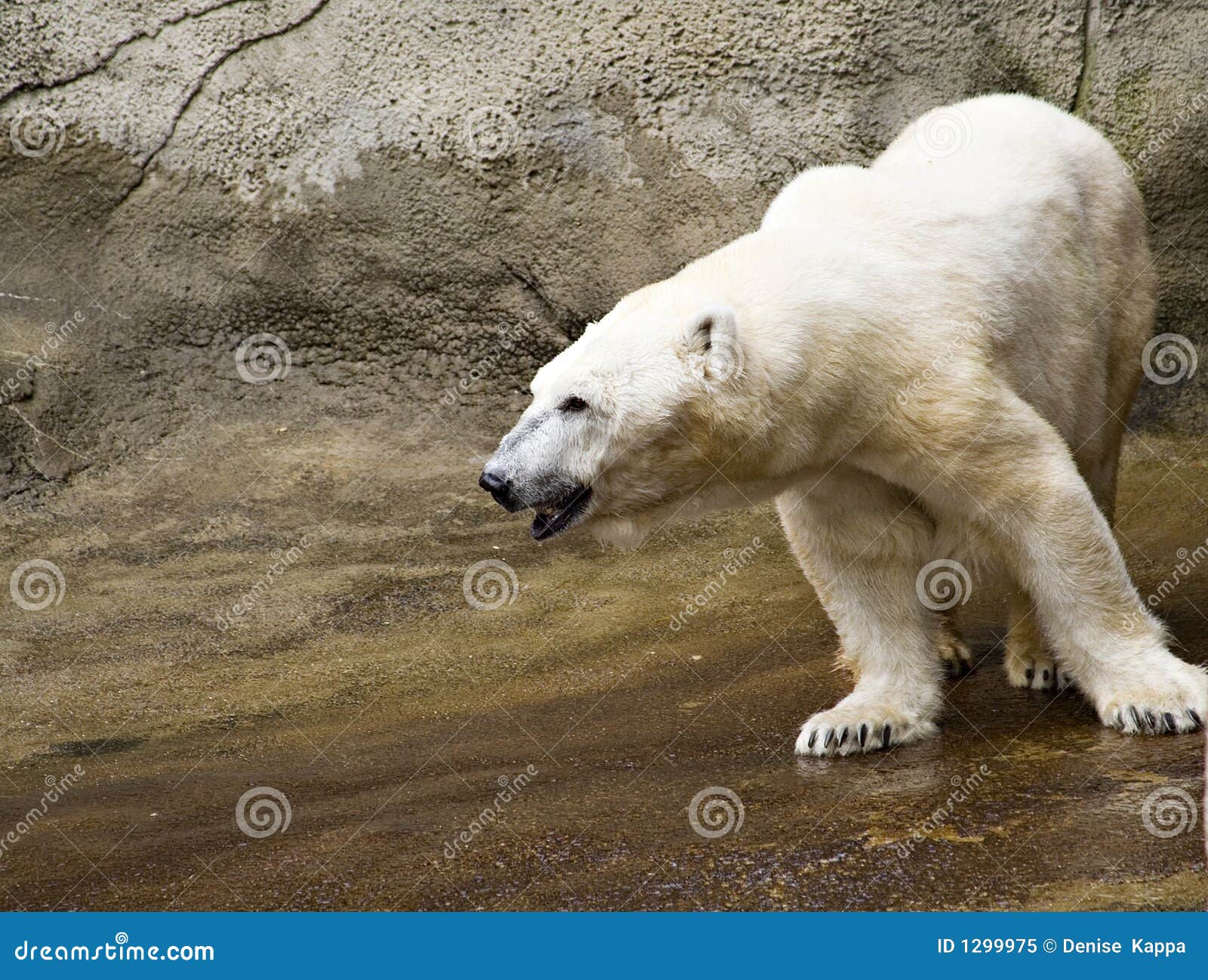 Cleveland zoo free days In , a life-or-death race to deliver desperately needed anti-toxin from Anchorage to Nome, Alaska turned a sled dog named Balto into a hero.