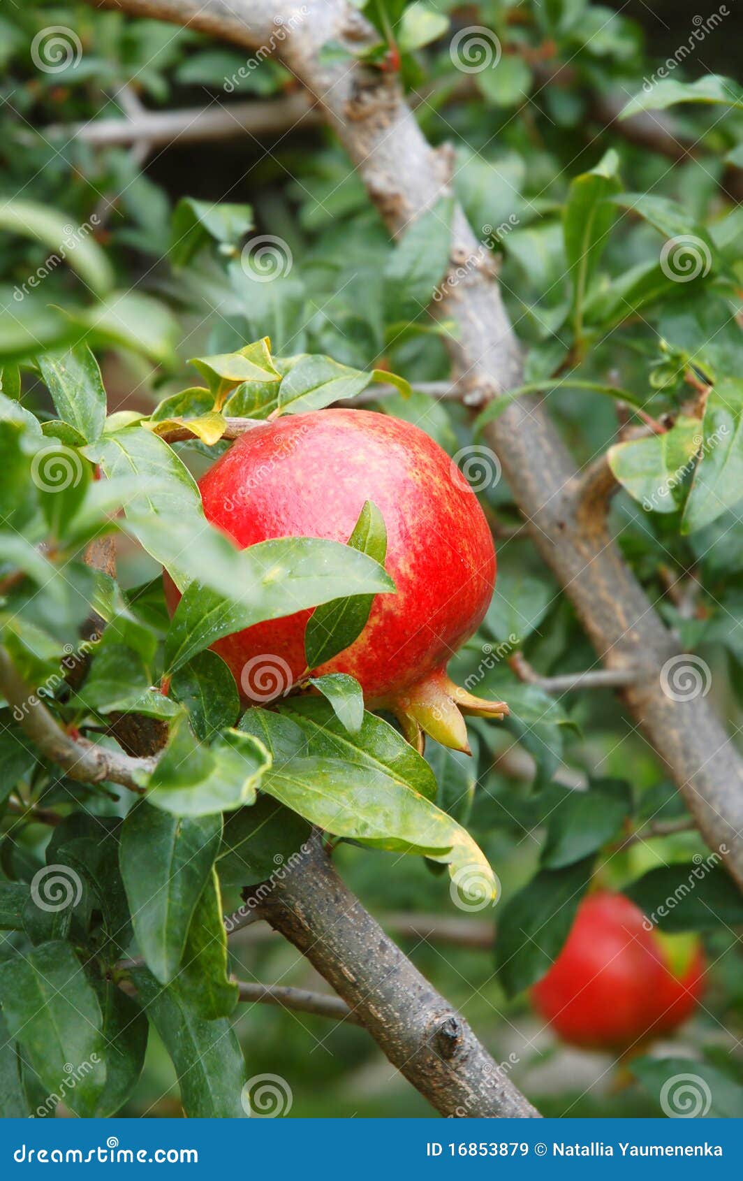 pomegranate fruit tempted by the fruit of another pomegranate fruit tempted by the fruit of another