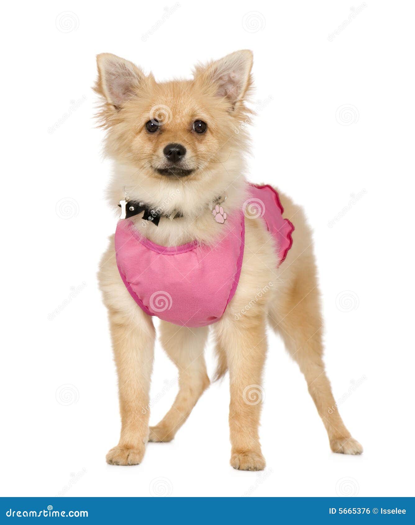 6 month pomeranian pomeranian 6 months royalty free stock image image 5665376 6 month pomeranian pomeranian 6 months royalty free stock image image 5665376