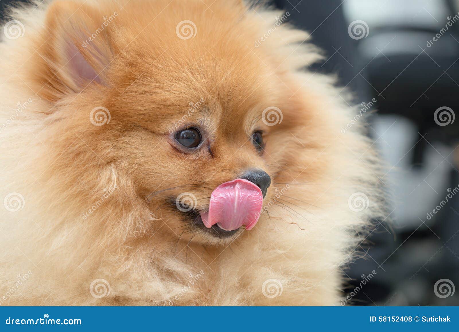 pomeranian puppy food pomeranian pets hungry food stock photo image 58152408 pomeranian puppy food pomeranian pets hungry food stock photo image 58152408